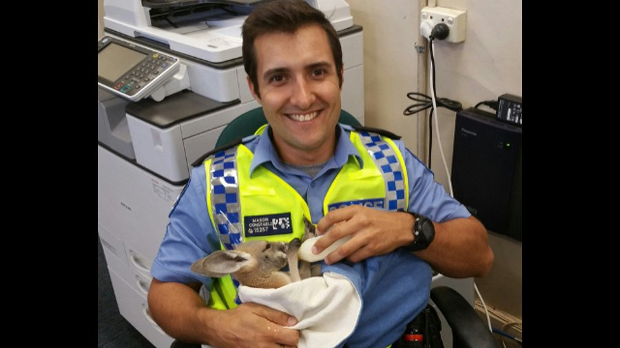Video and photos of Constable Scott Manson caring for an orphaned baby kangaroo have gone viral.