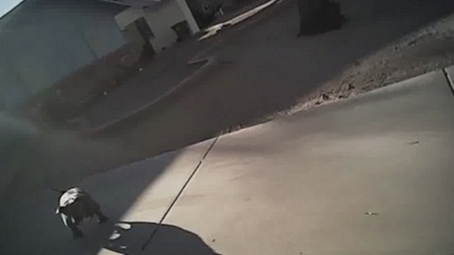 Two body camera videos were played during a press conference on Tuesday that showed the dog advancing on a deputy as he was serving a search warrant at a home.