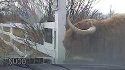 Newly released dashboard camera video shows Kent County deputies confront a bull that attacked and killed a farmer before firing 33 shots to put it down. Newly released dashboard camera video shows Kent County deputies confront a bull that attacked and killed a farmer before firing 33 shots to put it down.