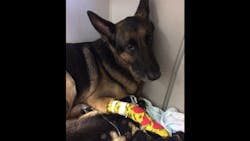 A German Shepard named Maxx led firefighters to Seminole County Sheriff's Deputy Margo Feaser's children, who were trapped in a house fire Monday night. A German Shepard named Maxx led firefighters to Seminole County Sheriff's Deputy Margo Feaser's children, who were trapped in a house fire Monday night.