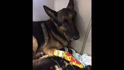 A German Shepard named Maxx led firefighters to Seminole County Sheriff&apos;s Deputy Margo Feaser&apos;s children, who were trapped in a house fire Monday night.