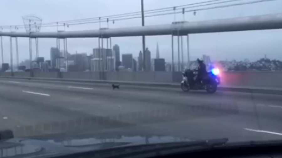 California Highway Patrol officers were led on a pursuit on the Bay Bridge Sunday morning by a Chihuahua.