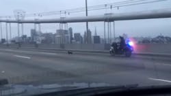 California Highway Patrol officers were led on a pursuit on the Bay Bridge Sunday morning by a Chihuahua. California Highway Patrol officers were led on a pursuit on the Bay Bridge Sunday morning by a Chihuahua.