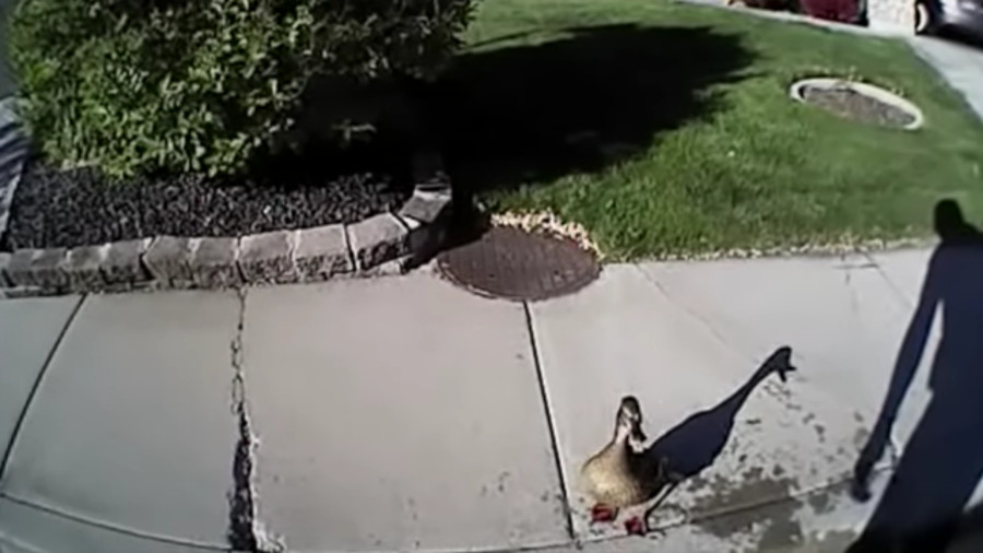 Idaho Police Officer Rescues Baby Ducklings From Sewer | Officer