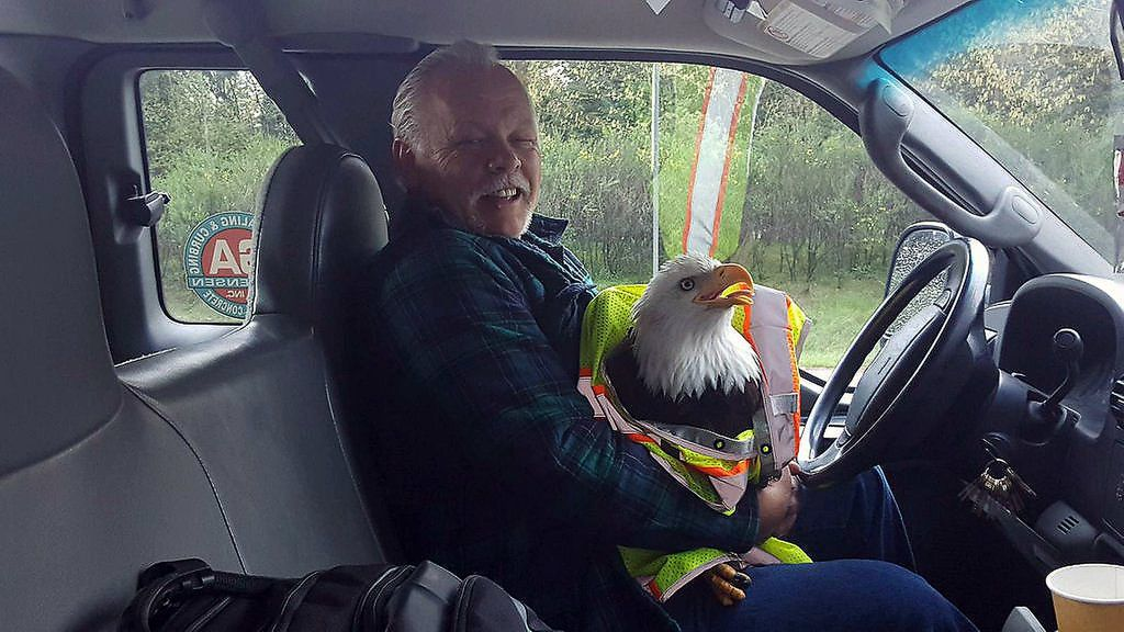 Washington State Patrol troopers and a driver came to the rescue of an injured bald eagle after it was struck Tuesday morning.