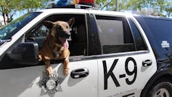 Las Vegas Metro Police K-9 Nicky was fatally wounded in a shootout was a suspect in a residential neighborhood. Las Vegas Metro Police K-9 Nicky was fatally wounded in a shootout was a suspect in a residential neighborhood.
