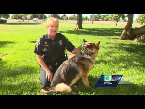 California Police Rescue Injured Dog From Highway | Officer
