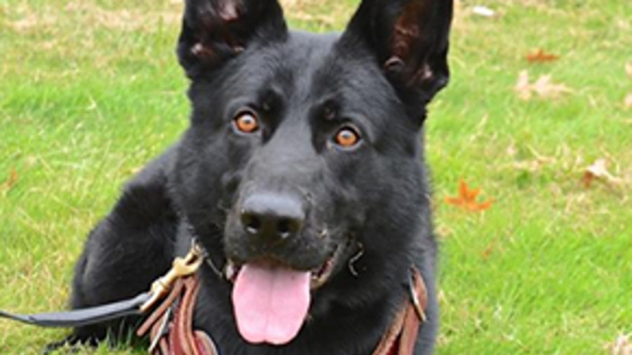 New Castle County K-9 Ax located a missing 11-year-old following a search Sunday afternoon.