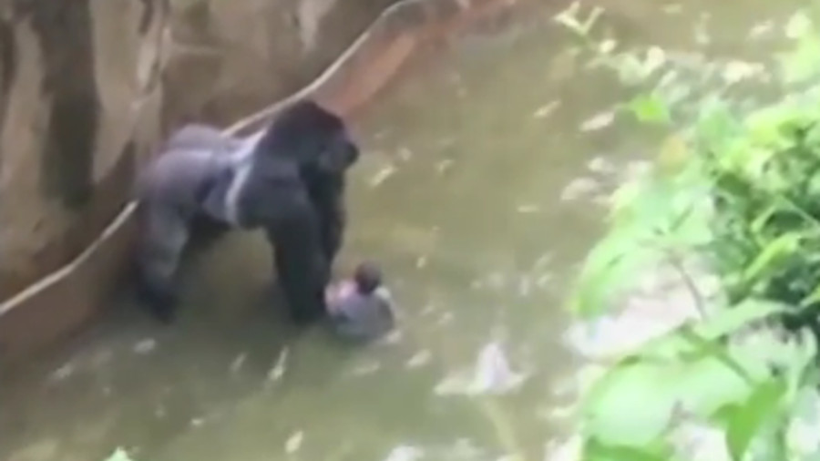 The Cincinnati Police Department is investigating an incident from Saturday in which a 4-year ended up in a zoo's gorilla exhibit before security officers killed the animal.