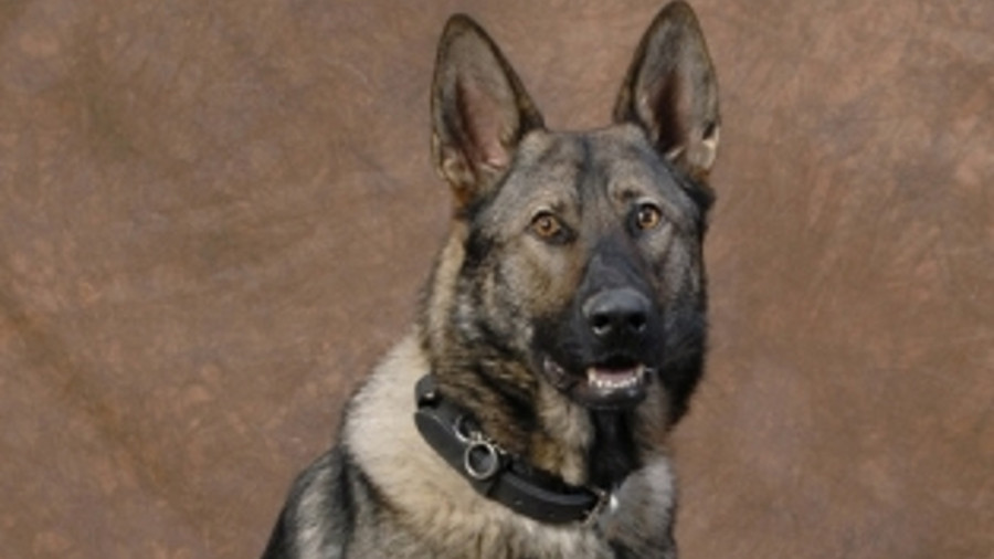 K-9 Kash