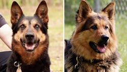 Ellwood City Borough Police K-9 Ranger, right, is talking over for his father Jozek, left, who retired his badge last week. Ellwood City Borough Police K-9 Ranger, right, is talking over for his father Jozek, left, who retired his badge last week.