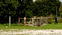 A Polk County deputy shot and killed an aggressive bear that was attacking a family's pet pig over the weekend. A Polk County deputy shot and killed an aggressive bear that was attacking a family's pet pig over the weekend.