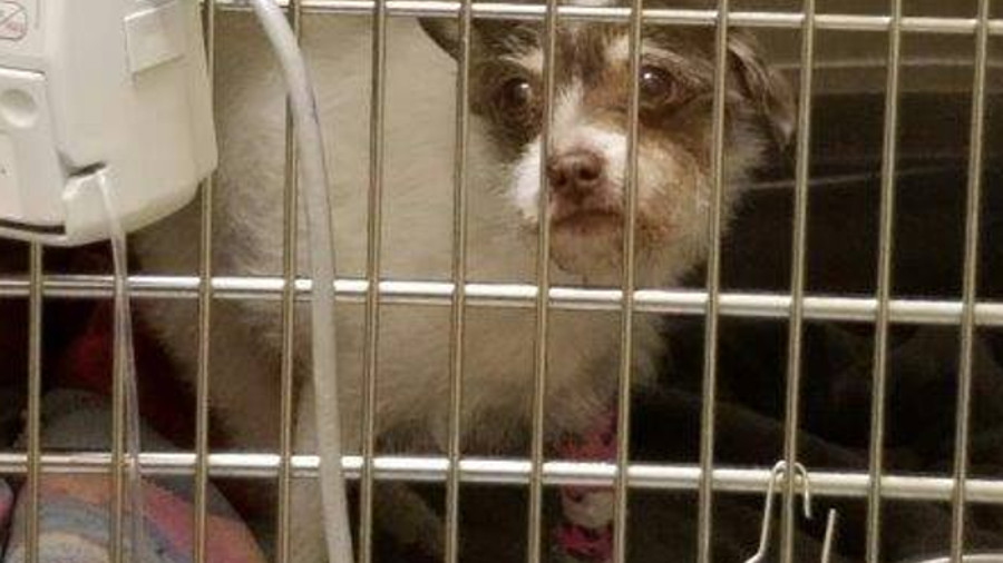 Los Angeles Airport K-9 Officer Havon McLeod helped rescue a small dog named Roxy from underneath a car and helped pay to save its life.