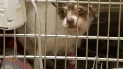 Los Angeles Airport K-9 Officer Havon McLeod helped rescue a small dog named Roxy from underneath a car and helped pay to save its life. Los Angeles Airport K-9 Officer Havon McLeod helped rescue a small dog named Roxy from underneath a car and helped pay to save its life.