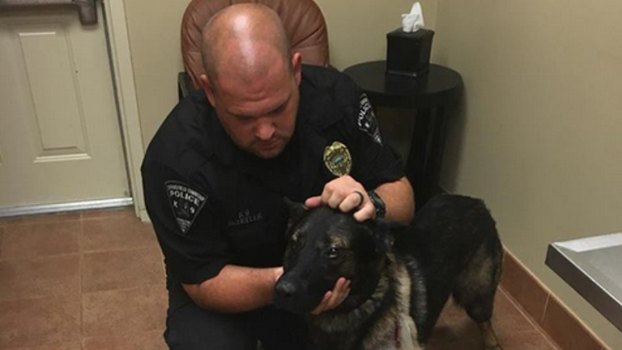K-9 Pako was treated and released by the Grady Veterinary Hospital after he was shot in the shoulder by a suspect early Friday morning.