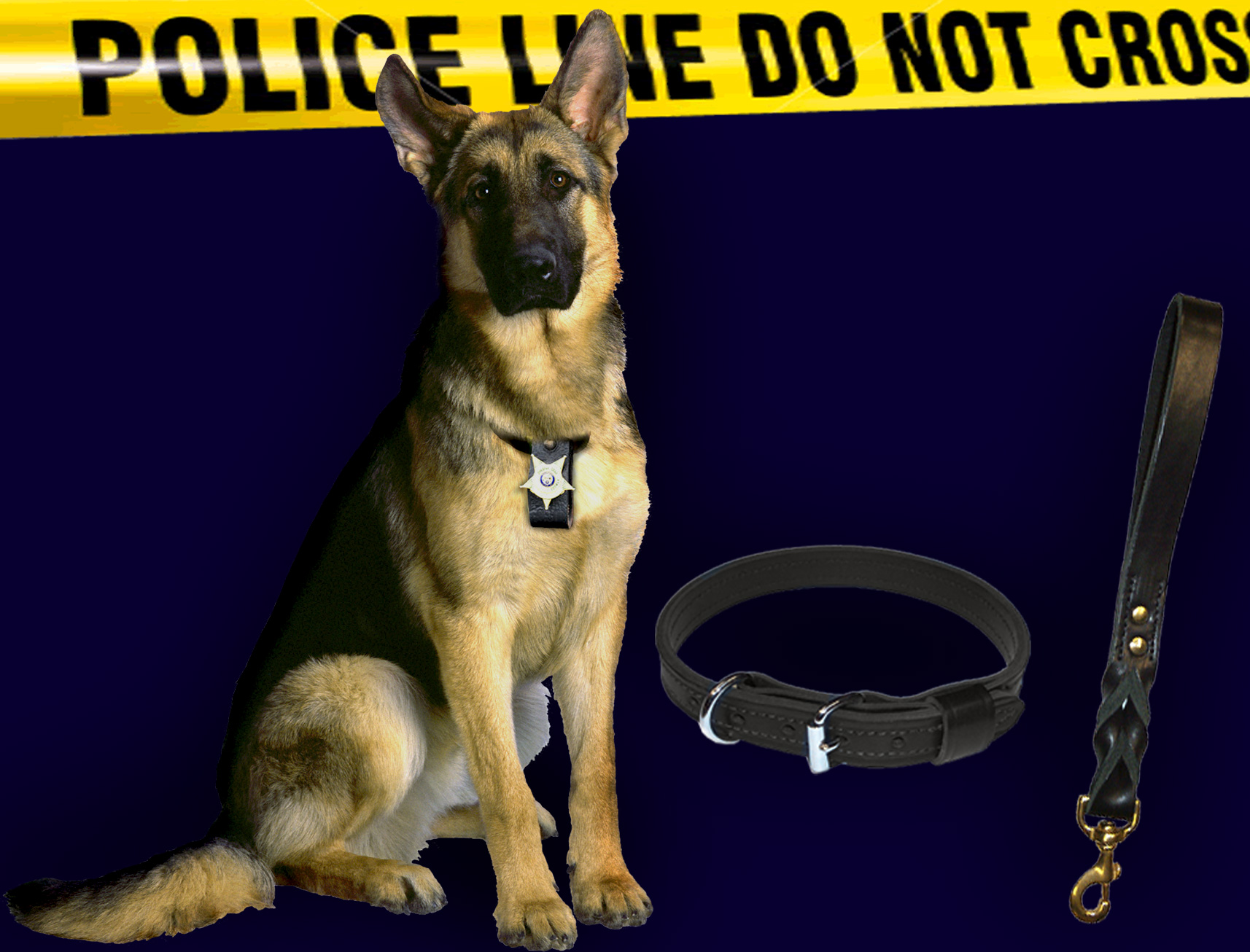 German Shepherd 08r Tcozktd7y Cuf