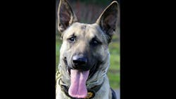 K-9 Johnny K-9 Johnny