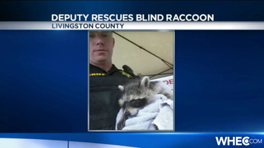 New York Deputy Helps Blind Raccoon at Airshow | Officer