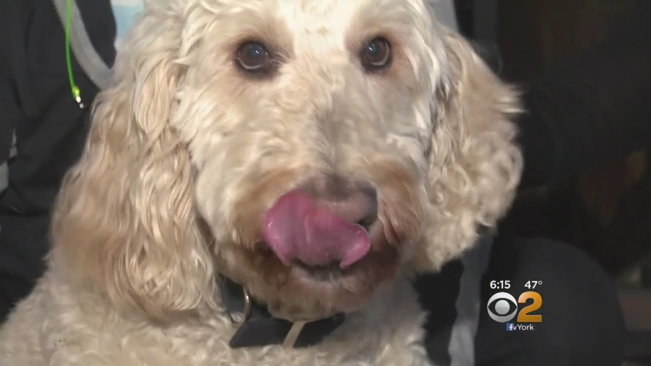 Police Rescue Dog That Fell Into 16-Foot Abandoned Dry Well | Officer