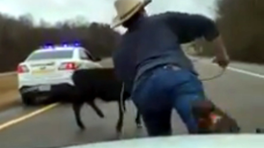David Bevill mounted himself on the hood of Sheriff Monte Belew's patrol car with lasso in hand as they followed the little cow down Highway 79.