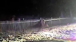 Police Rescue Deer After Its Hind Legs Get Stuck In Fence