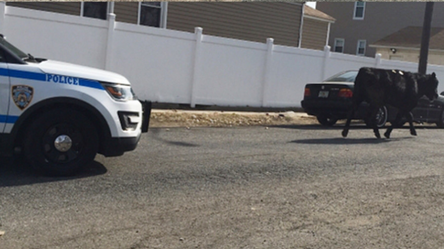 A bull that got loose in Queens Tuesday morning was finally captured several hours later in the backyard of a home.