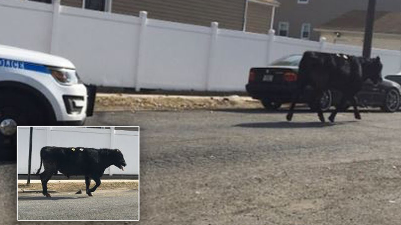 Runaway Bull That Escaped Slaughterhouse Dies After Being Chased By NYPD