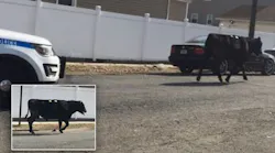 Runaway Bull That Escaped Slaughterhouse Dies After Being Chased By NYPD
