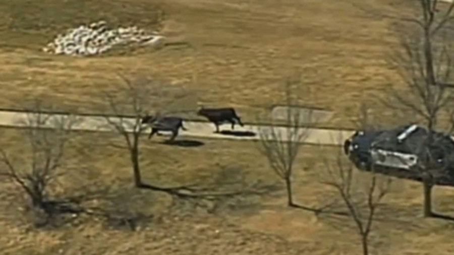 cattlechased 58bd740350dde