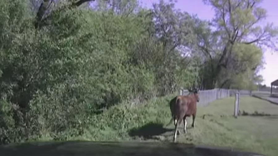 cow 58d9151b9787c