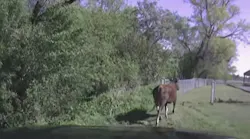 cow 58d9151b9787c