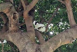A photo posted by the Newport Police Department shows a cat in a tree that looked like it was holding a rifle. A photo posted by the Newport Police Department shows a cat in a tree that looked like it was holding a rifle.