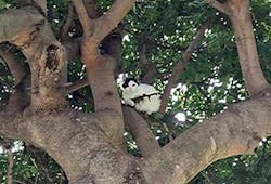 A photo posted by the Newport Police Department shows a cat in a tree that looked like it was holding a rifle.