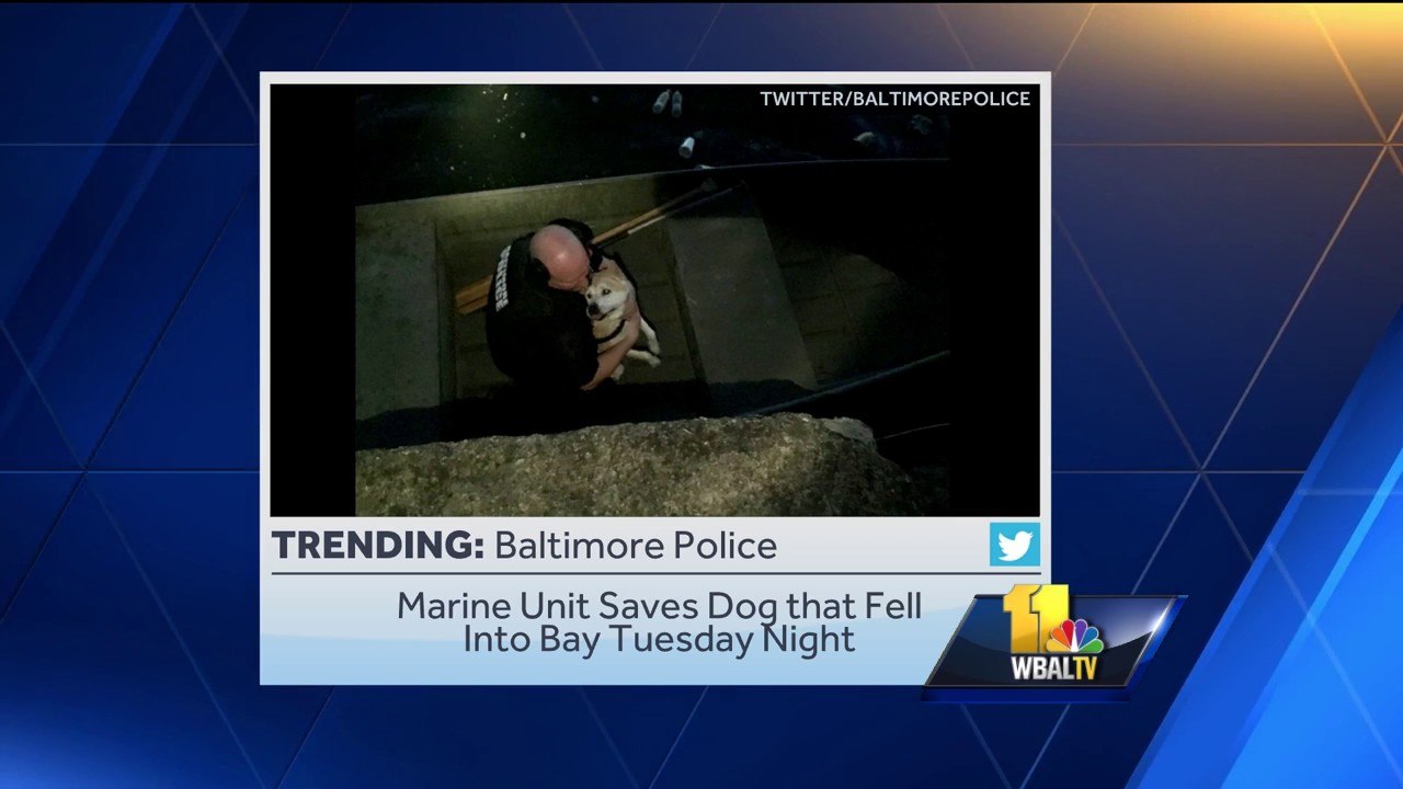 Video: Baltimore Police Marine Unit Rescues Dog