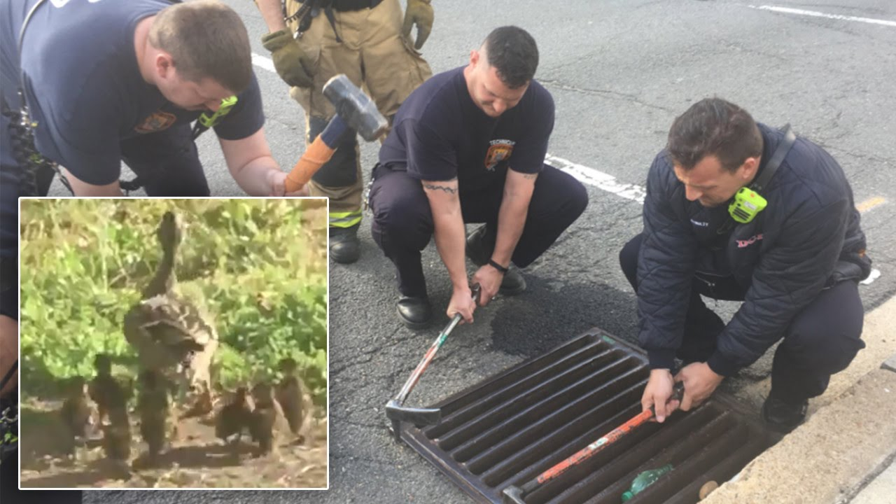 Police Officers Rescue Ducklings From Storm Drain