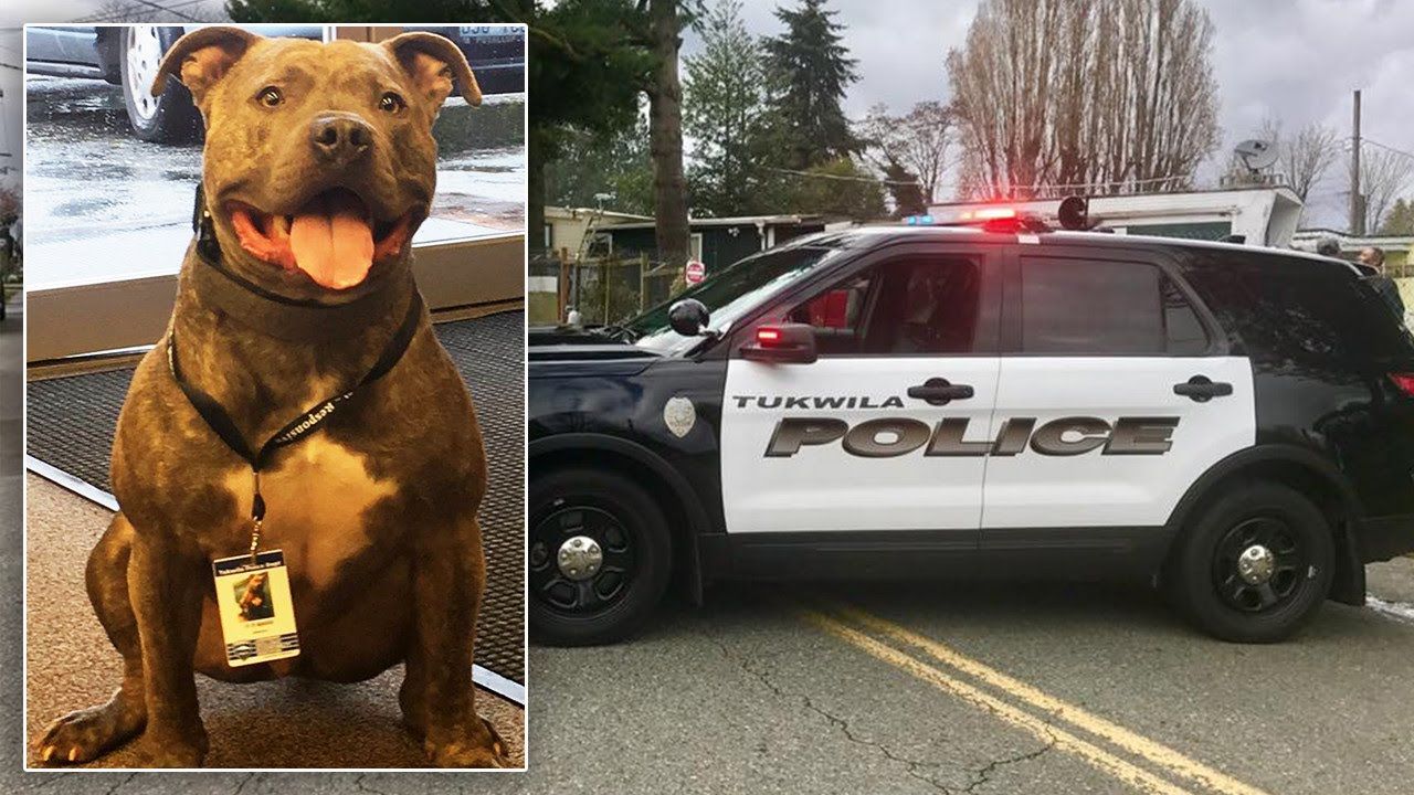 Abandoned Pit Bull On the Verge of Euthanization Gets 2nd Chance as Police Dog