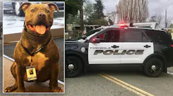 Abandoned Pit Bull On the Verge of Euthanization Gets 2nd Chance as Police Dog