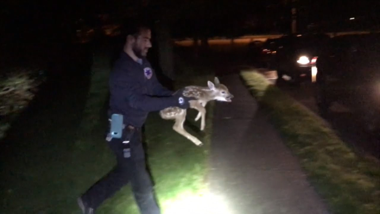 Police Rescue Newborn Deer Trapped in Storm Drain