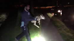 Police Rescue Newborn Deer Trapped in Storm Drain
