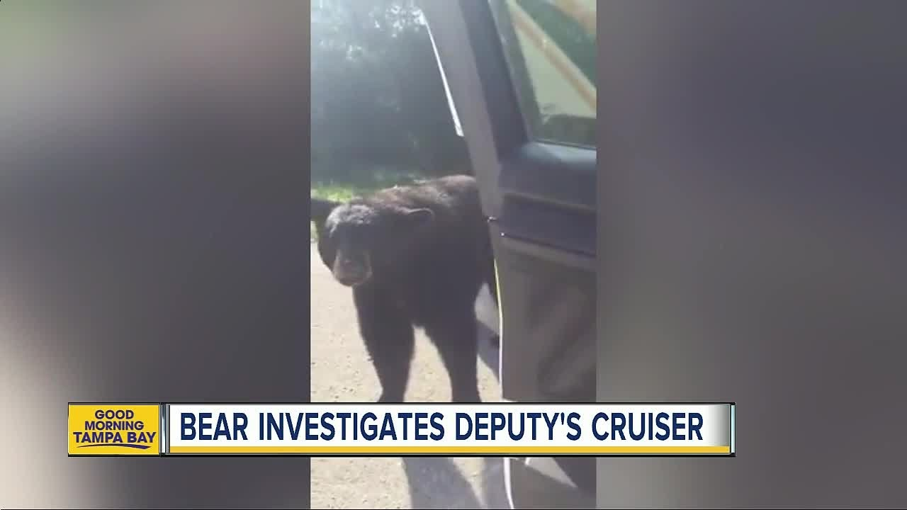 Florida Sheriff's Deputy Encounters Bear While On Duty