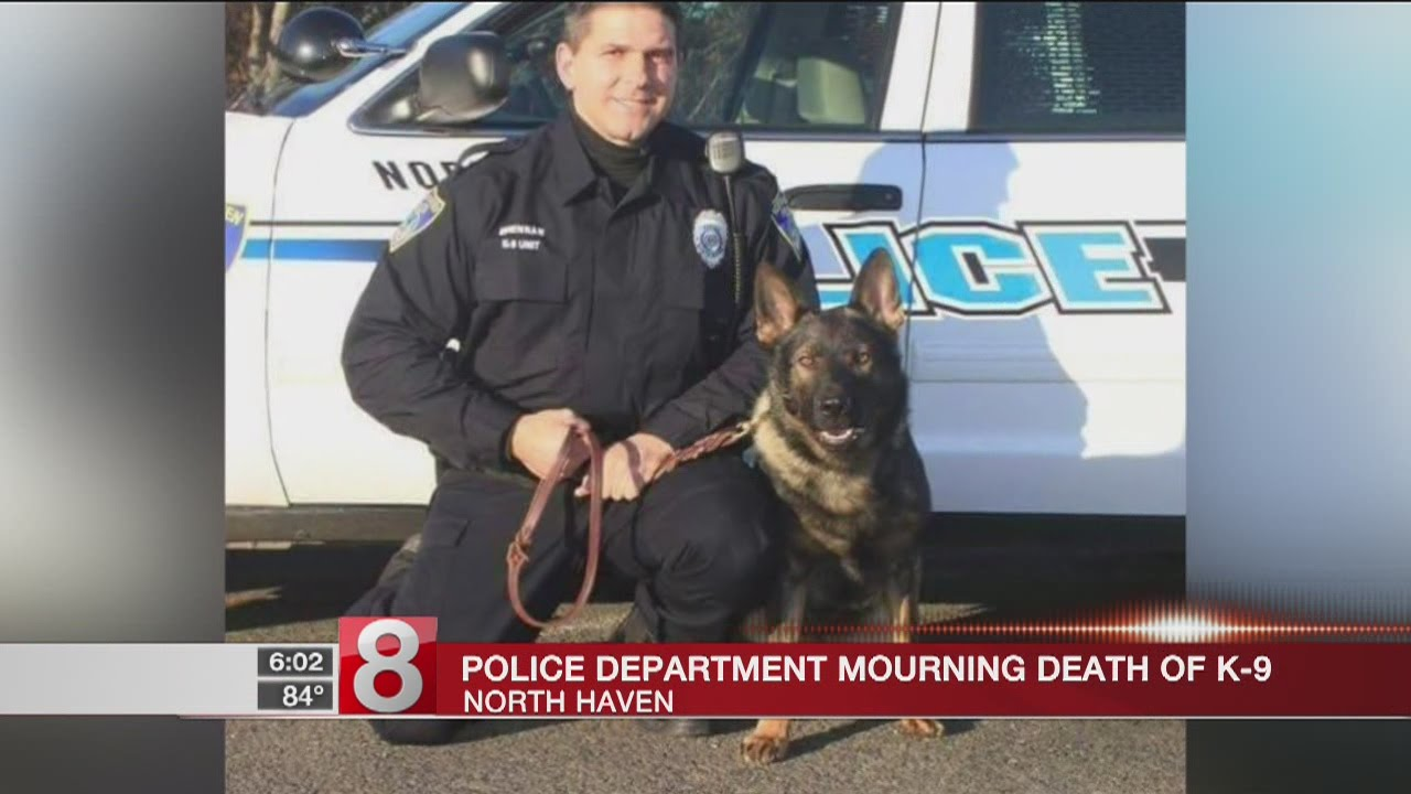Connecticut Police Department Mourns Loss of K-9