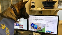 An aspiring Queensland, Australia K-9 named Gavel that was kicked out of the police dog academy for being too sociable has landed a new gig. An aspiring Queensland, Australia K-9 named Gavel that was kicked out of the police dog academy for being too sociable has landed a new gig.