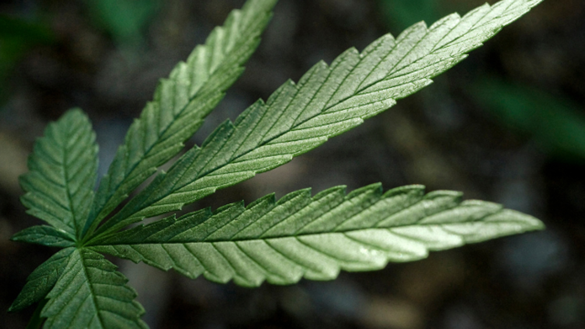Nevada officials have declared a state of emergency over marijuana: There's not enough of it.