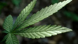 Nevada officials have declared a state of emergency over marijuana: There's not enough of it.