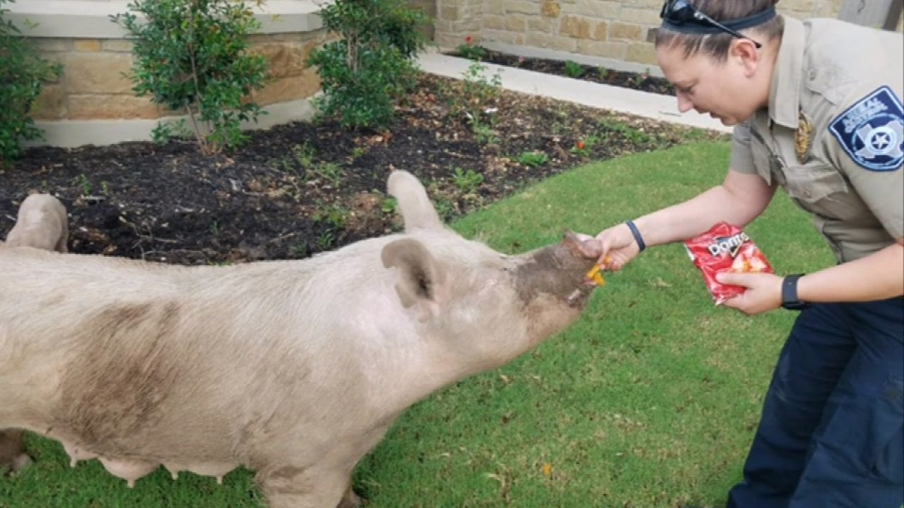 Video: Police Use Cheetos and Doritos to Lure Pigs Into Their Car