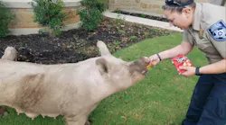 Video: Police Use Cheetos and Doritos to Lure Pigs Into Their Car