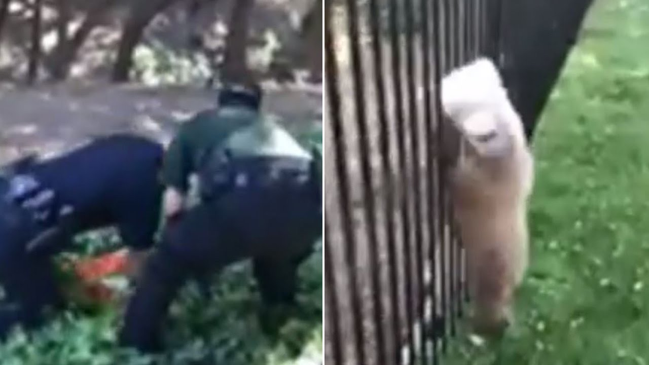 Police Rescue Bear Cub with Jug Stuck On Its Head