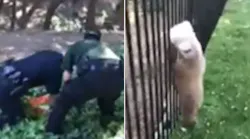 Police Rescue Bear Cub with Jug Stuck On Its Head