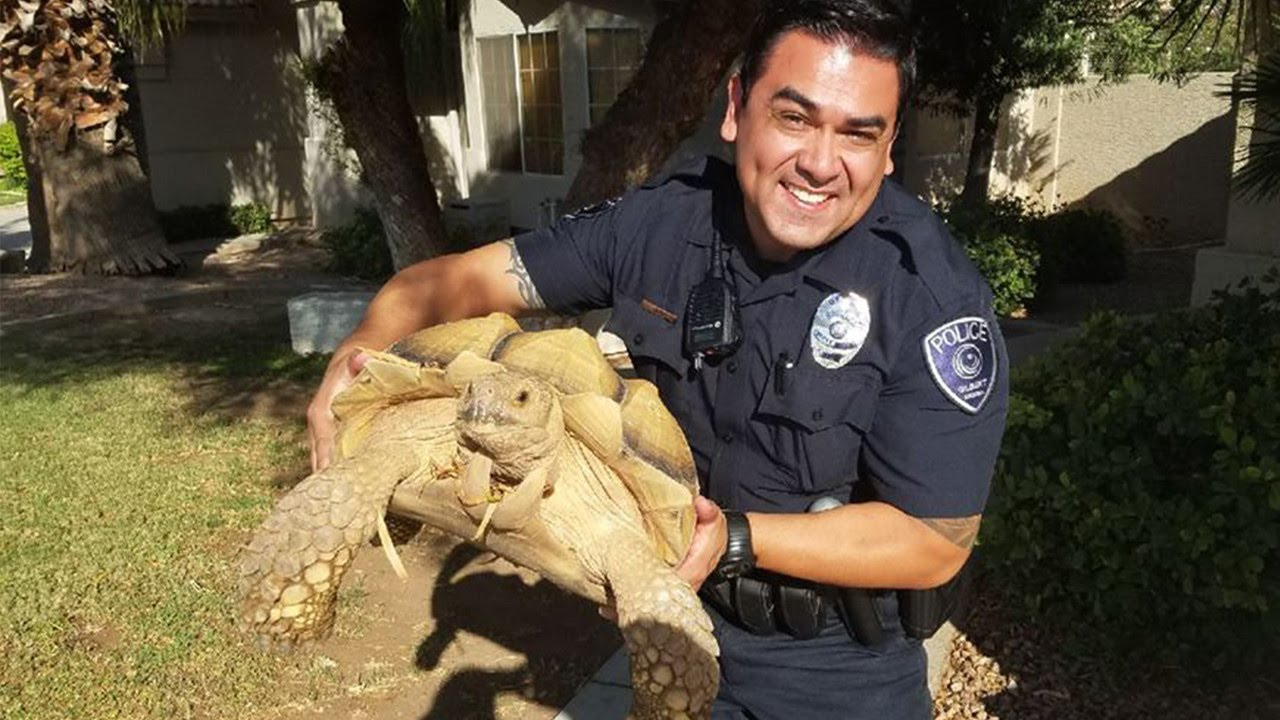 Police Rescue Tortoise Stuck In The Road | Officer
