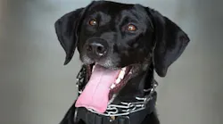K-9 Jet